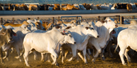draft Managing Effluent in the Livestock Supply Chain Code of Practice