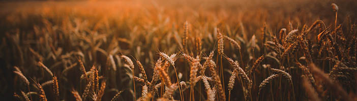 Grain Harvest